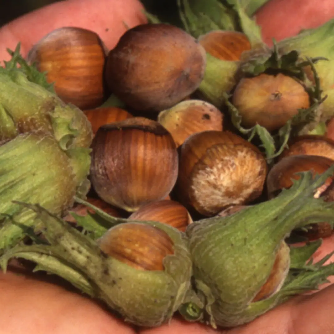 PG “Lešnik 1804” - Plantaža lešnika sorte Nocciola, Giffoni i Romana uzgajane po organskim principima