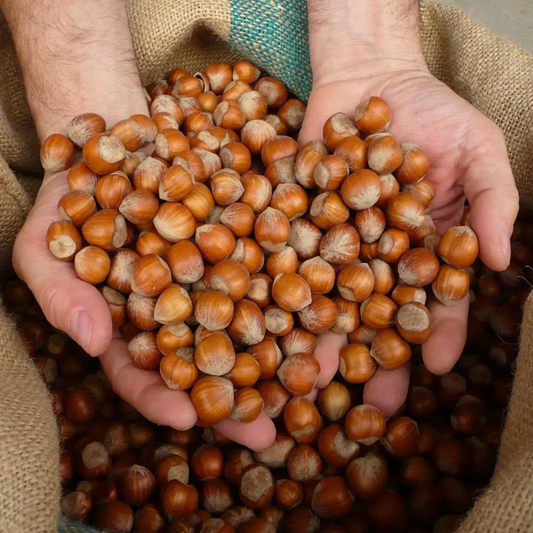 PG “Lešnik 1804” - Plantaža lešnika sorte Nocciola, Giffoni i Romana uzgajane po organskim principima